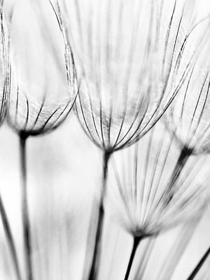 Dandelions 30x40