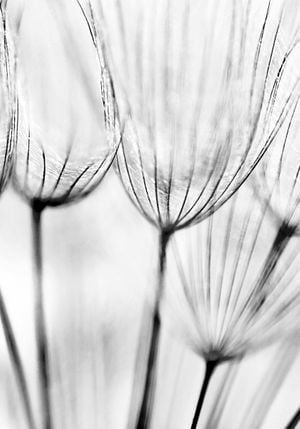 Dandelions 70x100