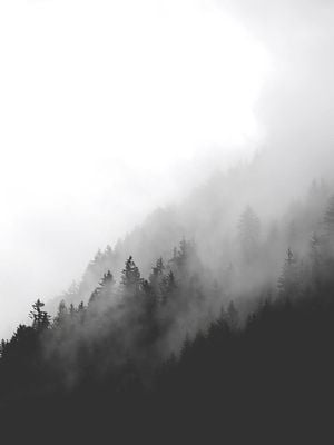 Dark Foggy Forest 30x40