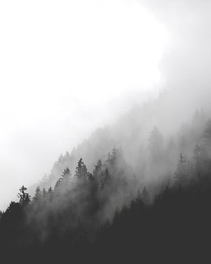 Dark Foggy Forest 40x50