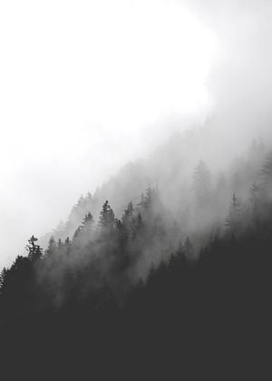 Dark Foggy Forest