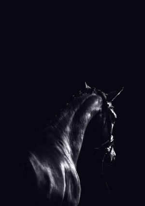 Dark Sport Horse 21x30
