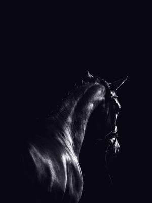 Dark Sport Horse 30x40