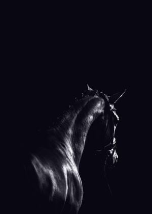 Dark Sport Horse