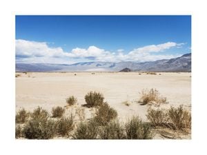 Death Valley Flora 40x30