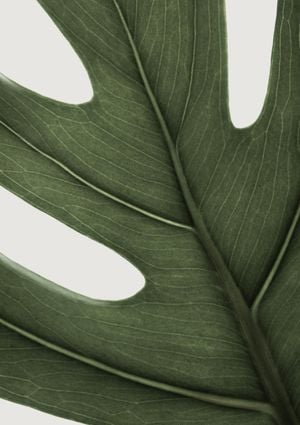 Deep Green Monstera 21x30