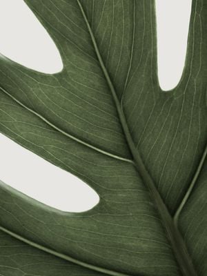 Deep Green Monstera 30x40