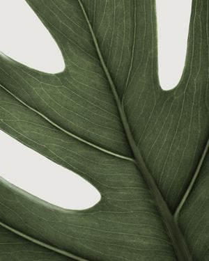 Deep Green Monstera 40x50