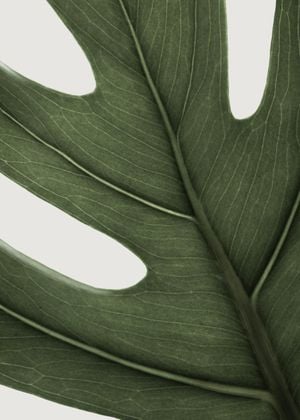 Deep Green Monstera