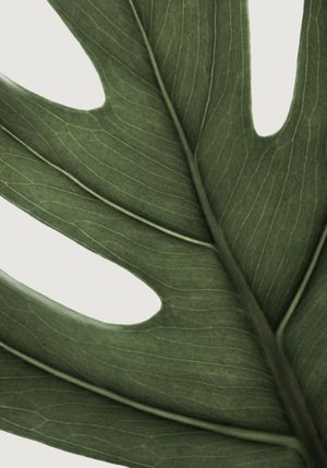 Deep Green Monstera 70x100