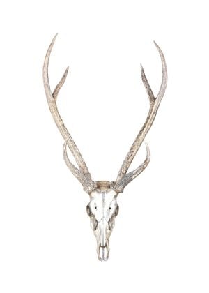 Deer Antlers