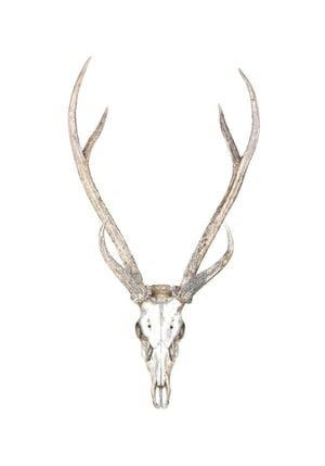 Deer Antlers 70x100