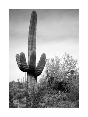 Desert Cactus 30x40