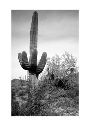 Desert Cactus