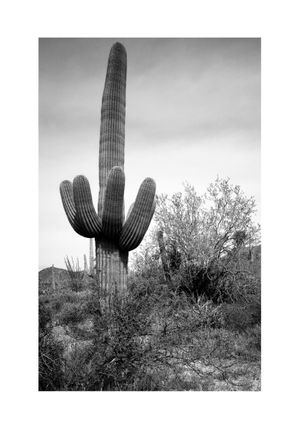 Desert Cactus 70x100