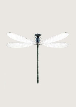 Dragonfly 21x30