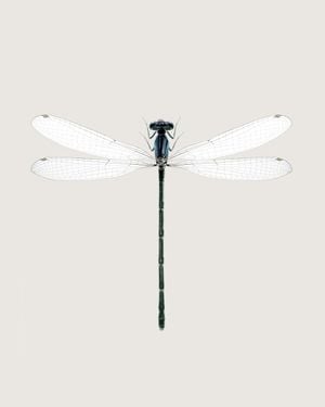 Dragonfly 40x50