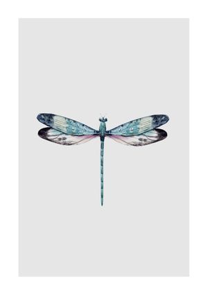 Dragonfly Illustration 21x30