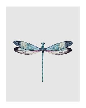 Dragonfly Illustration 40x50