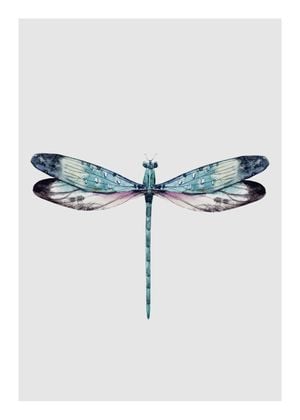 Dragonfly Illustration