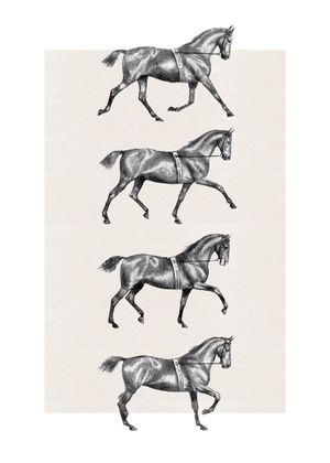 Dressage