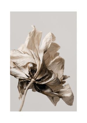 Dried Beige Flower 1 21x30
