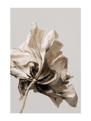 Dried Beige Flower 1 30x40