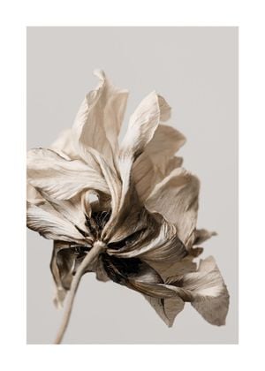 Dried Beige Flower 1