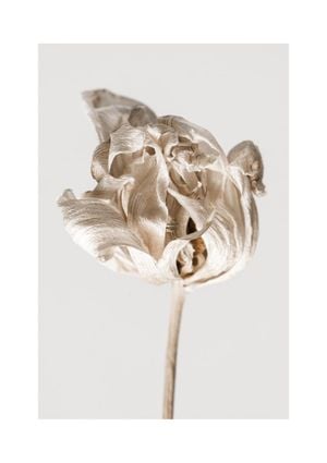 Dried Beige Flower 2 21x30
