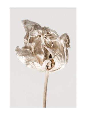 Dried Beige Flower 2 30x40