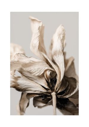 Dried Beige Flower 3 21x30