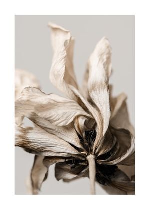 Dried Beige Flower 3