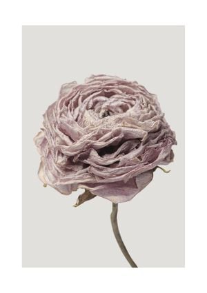 Dried Pink Flower 21x30