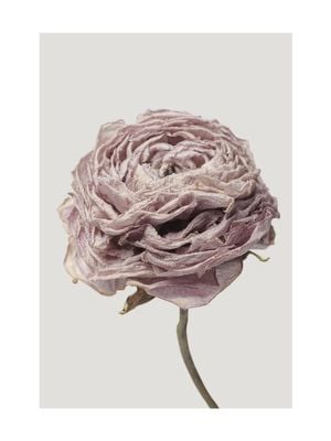 Dried Pink Flower 30x40