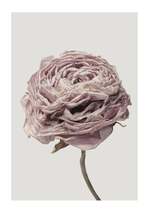 Dried Pink Flower 70x100