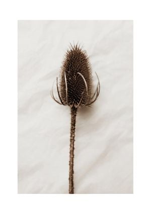 Dried Wild Flower 21x30