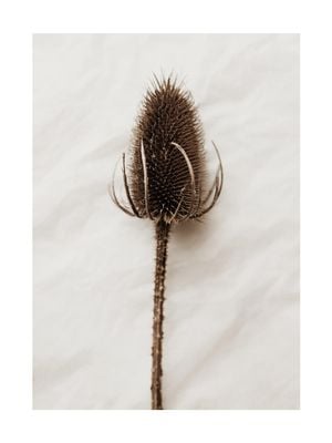 Dried Wild Flower 30x40