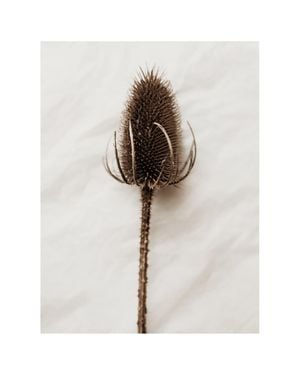 Dried Wild Flower 40x50