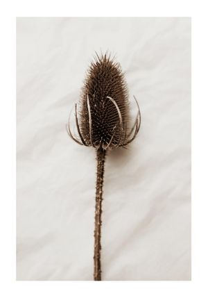 Dried Wild Flower 70x100