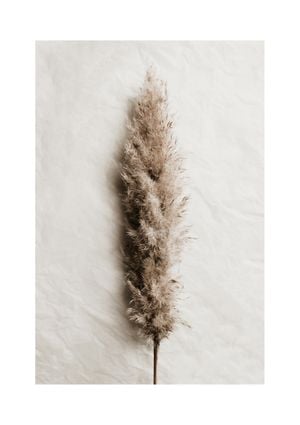 Dried Wild Grass 21x30