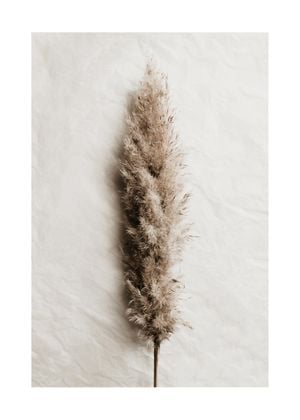 Dried Wild Grass
