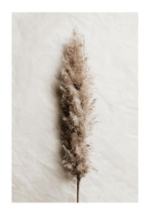Dried Wild Grass 70x100
