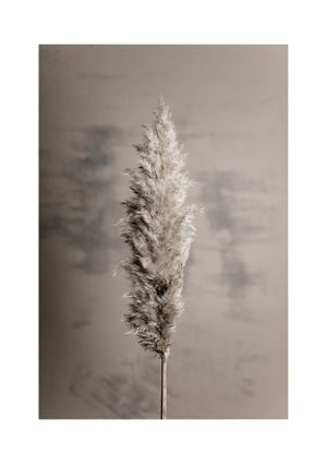 Dry Pampas Grass 21x30