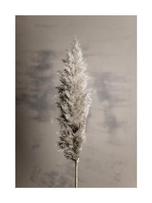 Dry Pampas Grass 30x40