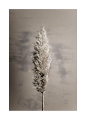 Dry Pampas Grass