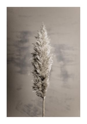 Dry Pampas Grass 70x100