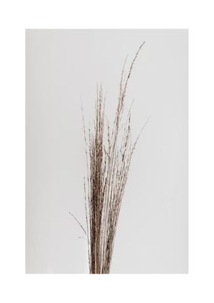 Dry Straws 21x30