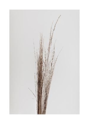 Dry Straws