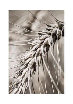 Dry Wheat 21x30