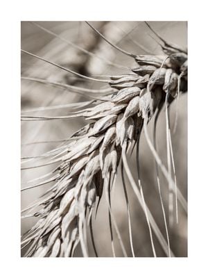 Dry Wheat 30x40